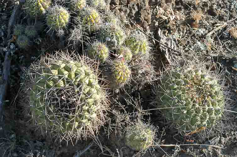 Gymnocalycium pflanzii